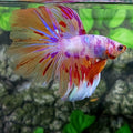 Multicolor Purple Pink Candy Halfmoon Male