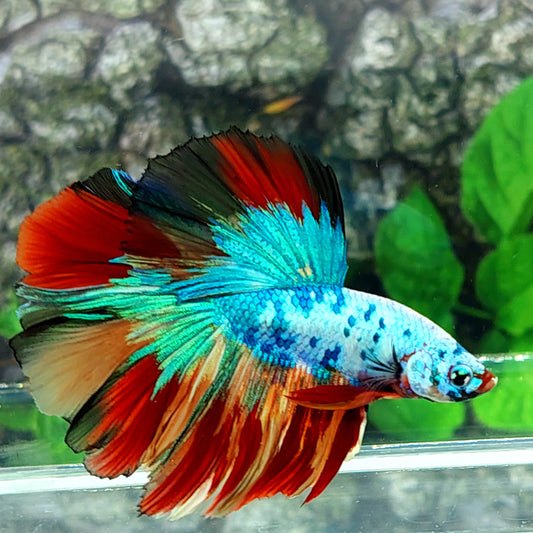 Multicolor Candy Halfmoon Male