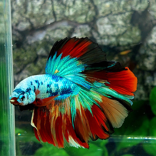 Multicolor Candy Halfmoon Male