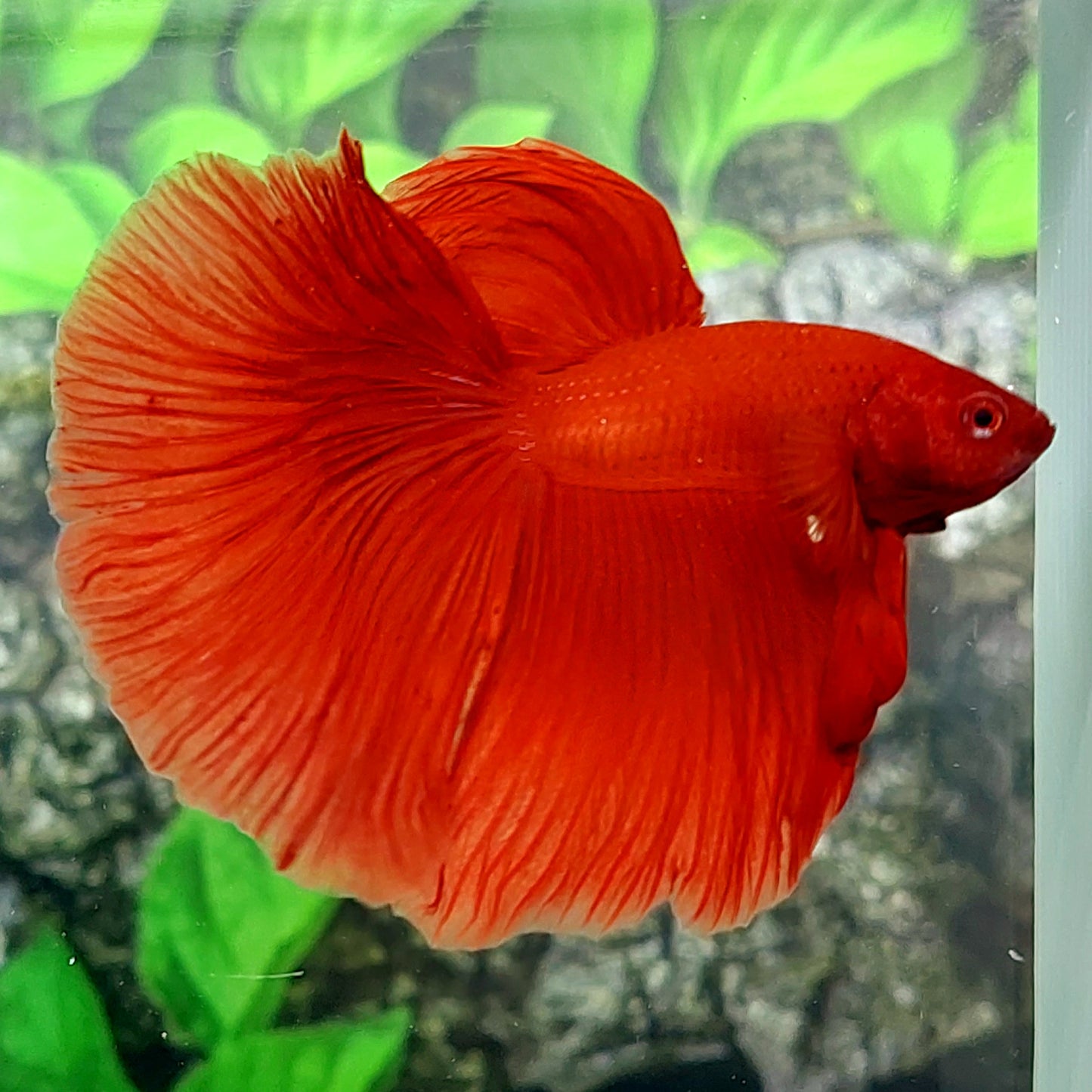 Super Red Halfmoon Male