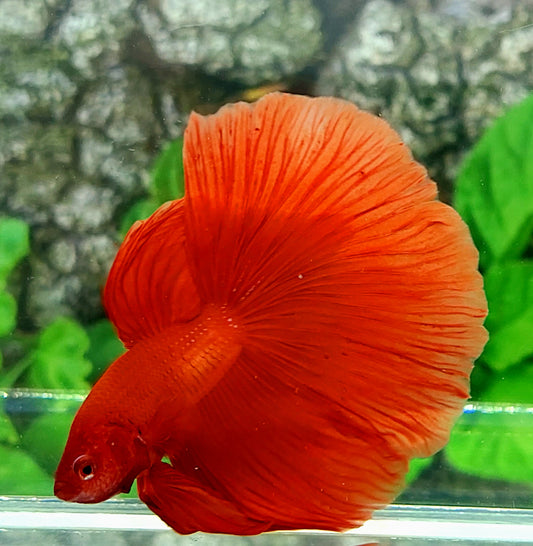 Super Red Halfmoon Male