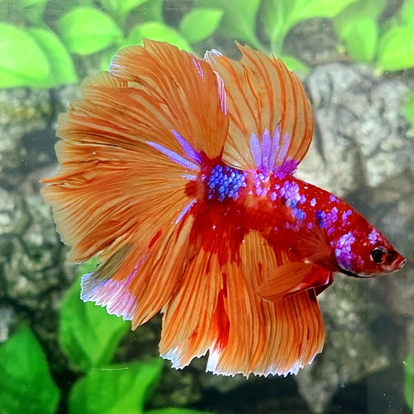 Multicolor Candy Purple Galaxy Halfmoon Male