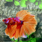 Multicolor Candy Purple Galaxy Halfmoon Male
