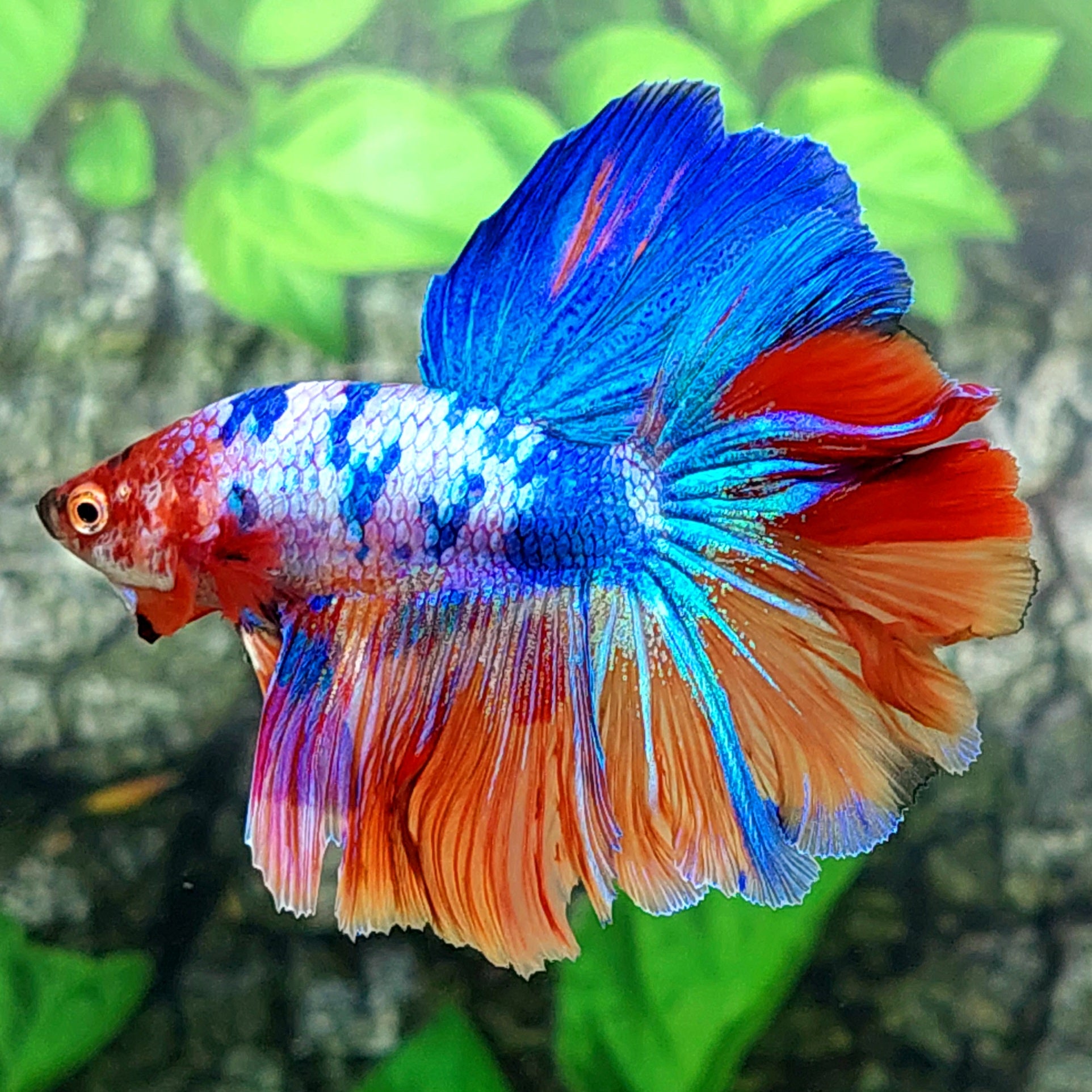 Multicolor Rosetail Candy Halfmoon Male – Zaga Farm