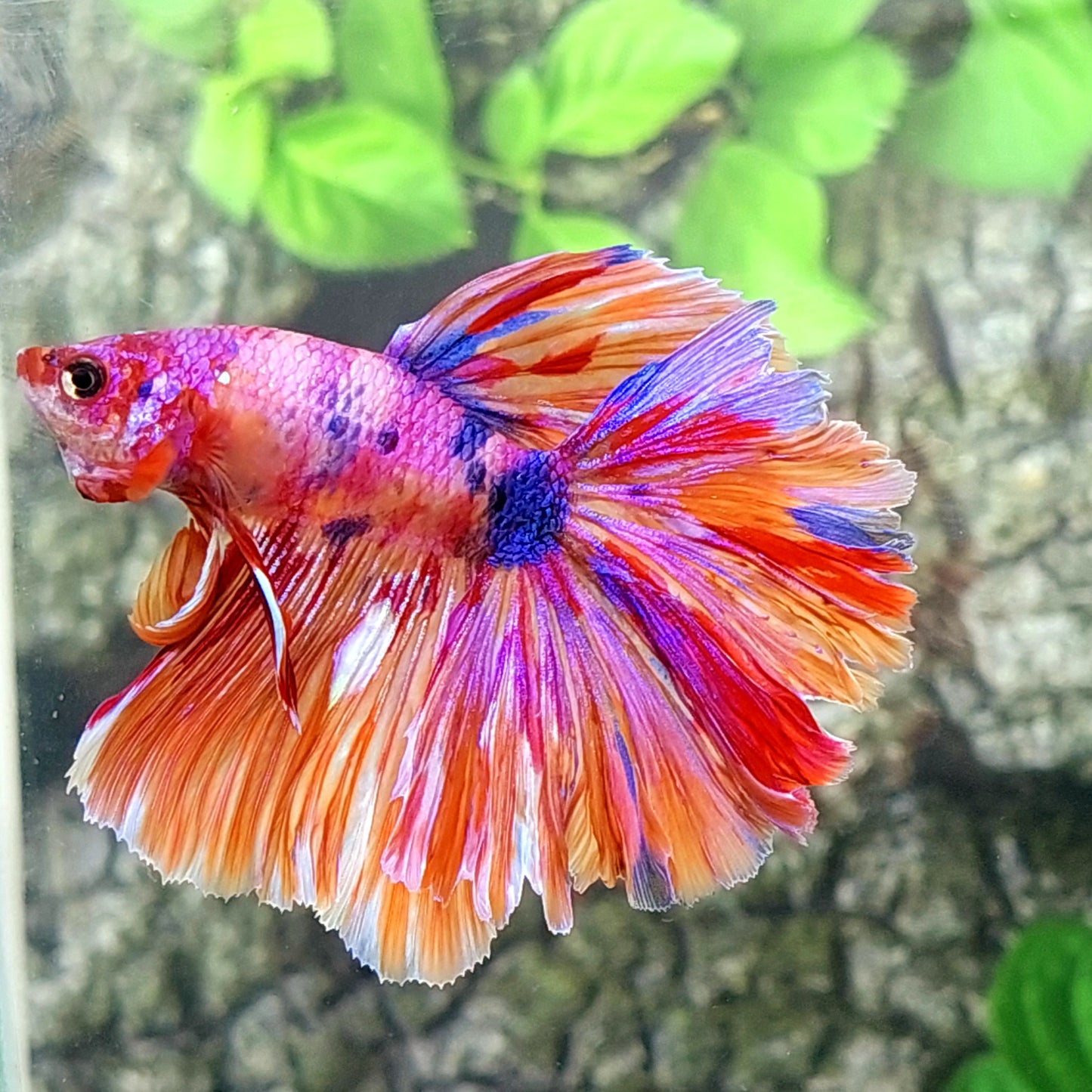 Multicolor Purple Pink Candy Halfmoon Male