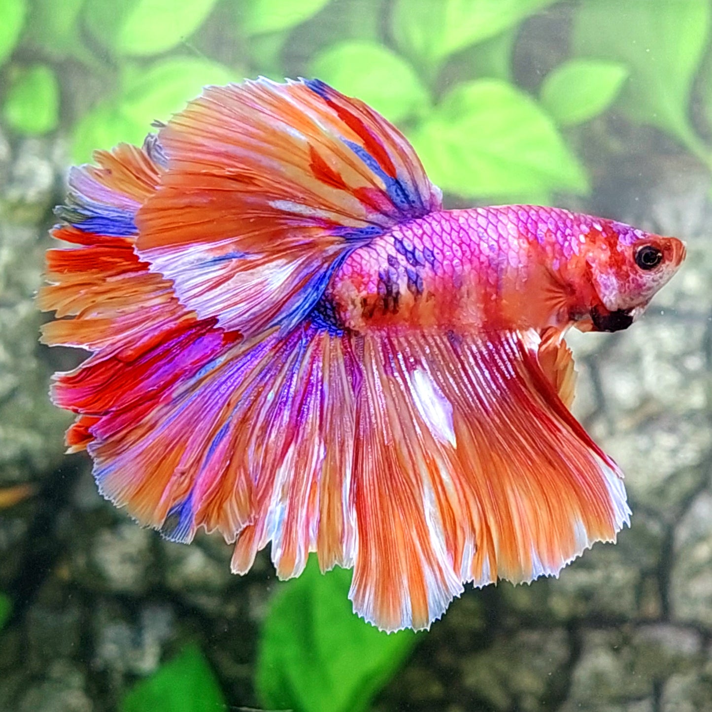 Multicolor Purple Pink Candy Halfmoon Male