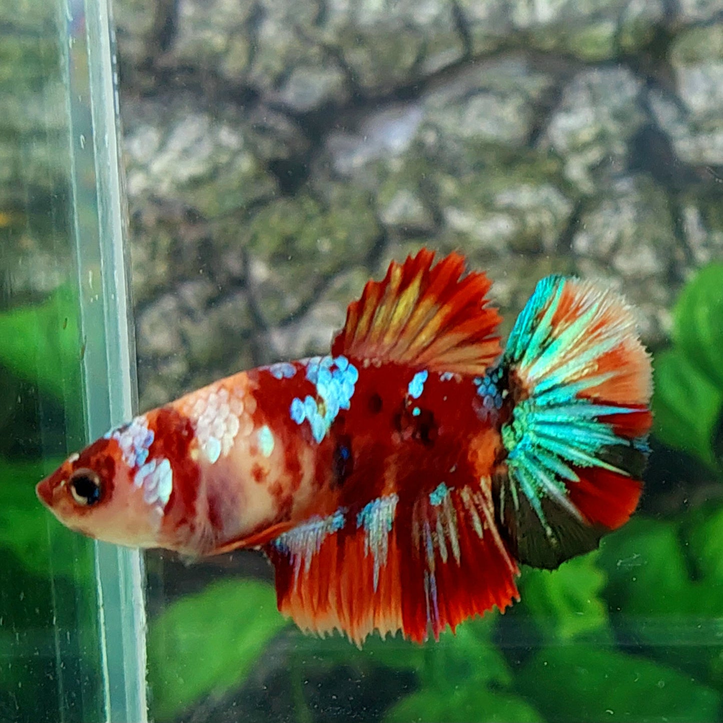 Multicolor Candy Galaxy Halfmoon Female For Sorority Tank/Breed