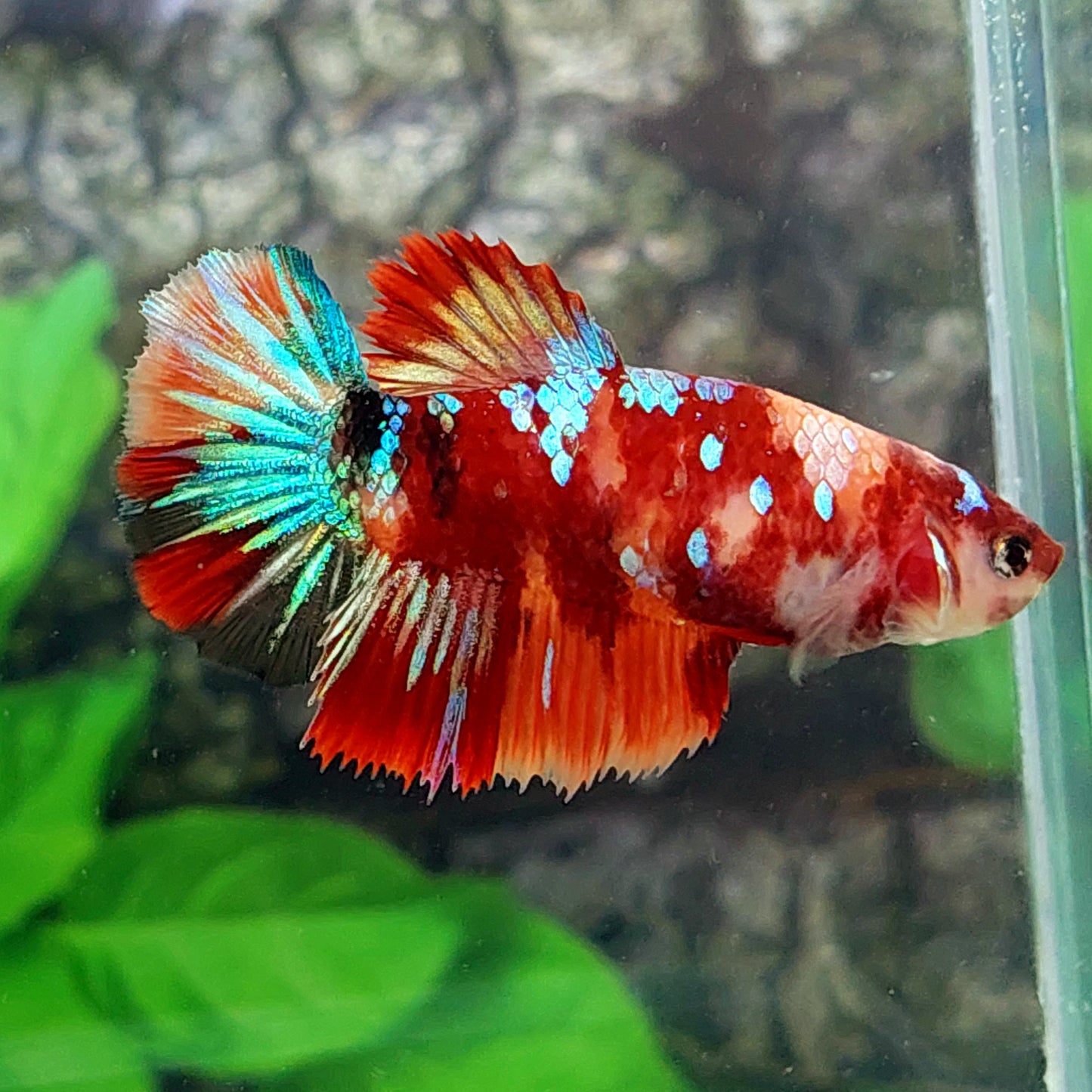 Multicolor Candy Galaxy Halfmoon Female For Sorority Tank/Breed