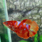 Nemo Candy Galaxy Halfmoon Female For Sorority Tank/Breed
