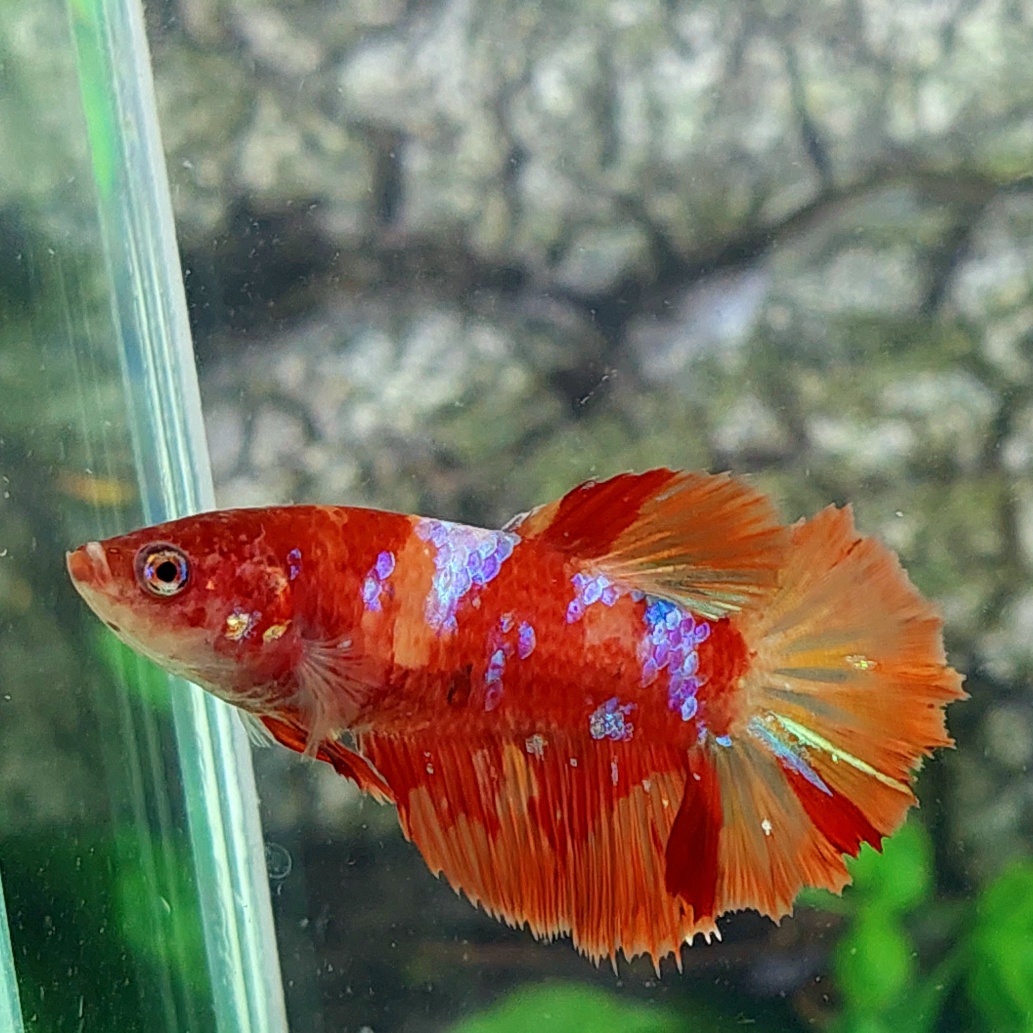 Nemo Candy Galaxy Halfmoon Female For Sorority Tank/Breed