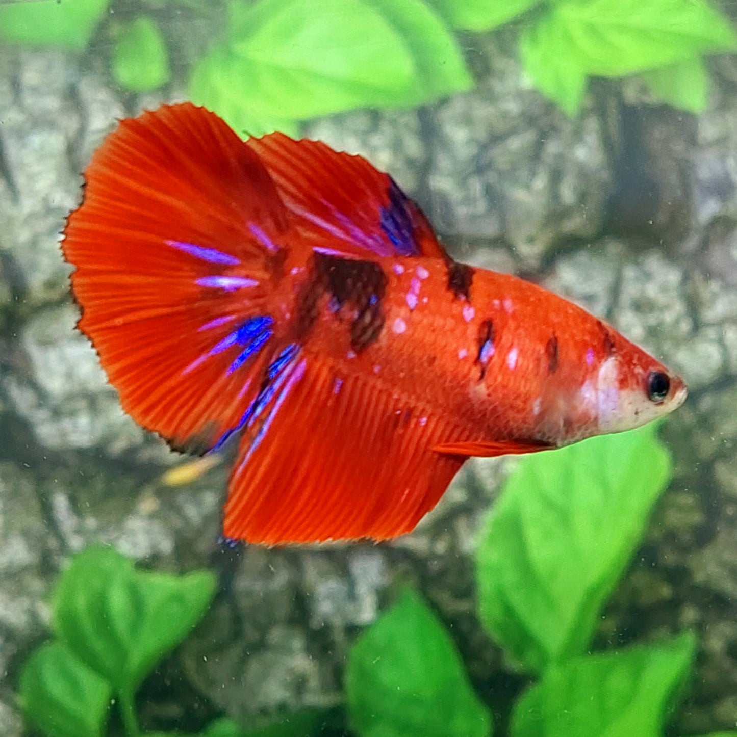 Red Tiger Purple Galaxy Halfmoon Female For Sorority Tank/Breed