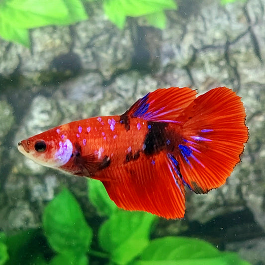 Red Tiger Purple Galaxy Halfmoon Female For Sorority Tank/Breed