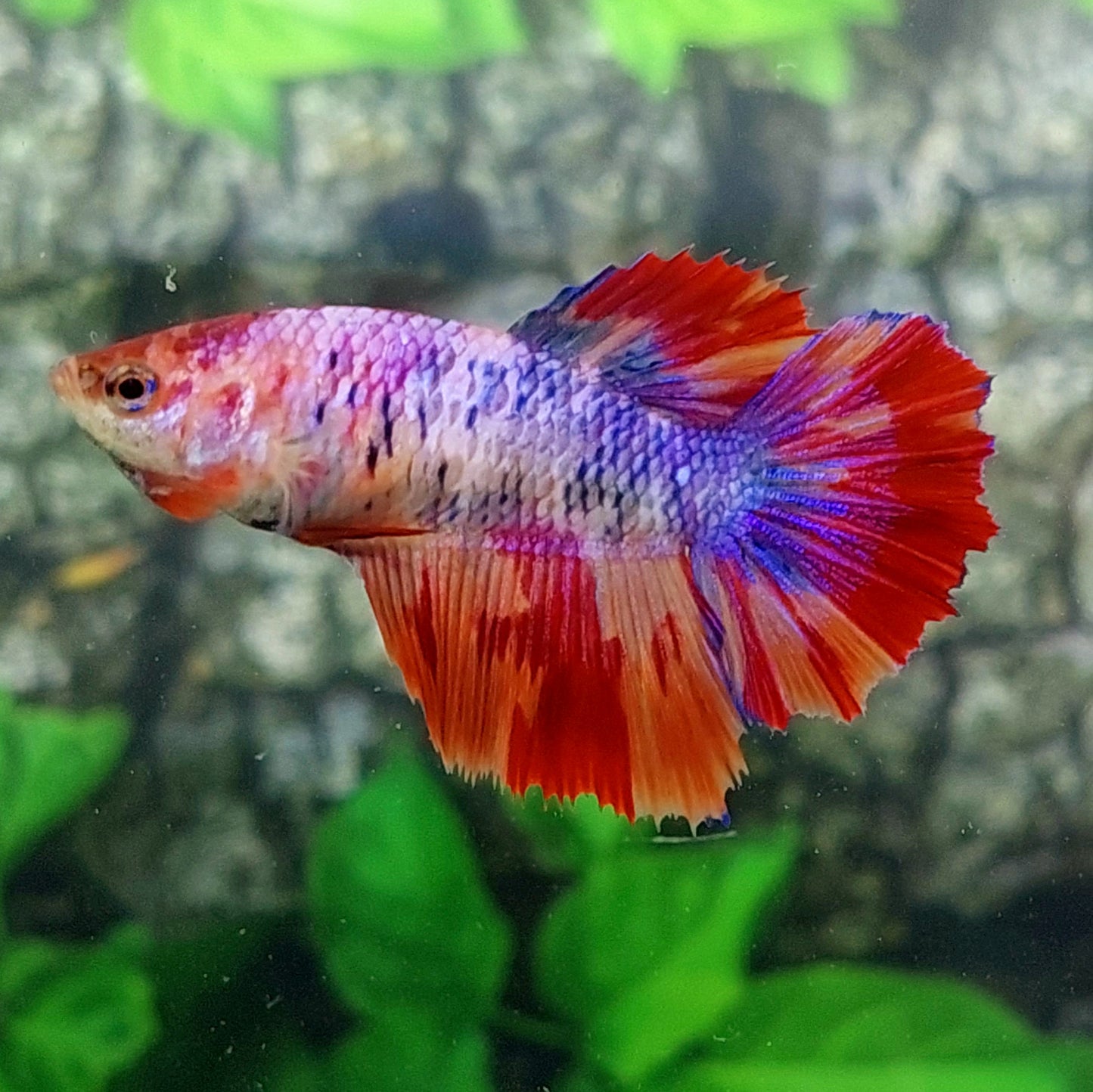 Multicolor Purple Pink Candy Halfmoon Female For Sorority Tank/Breed