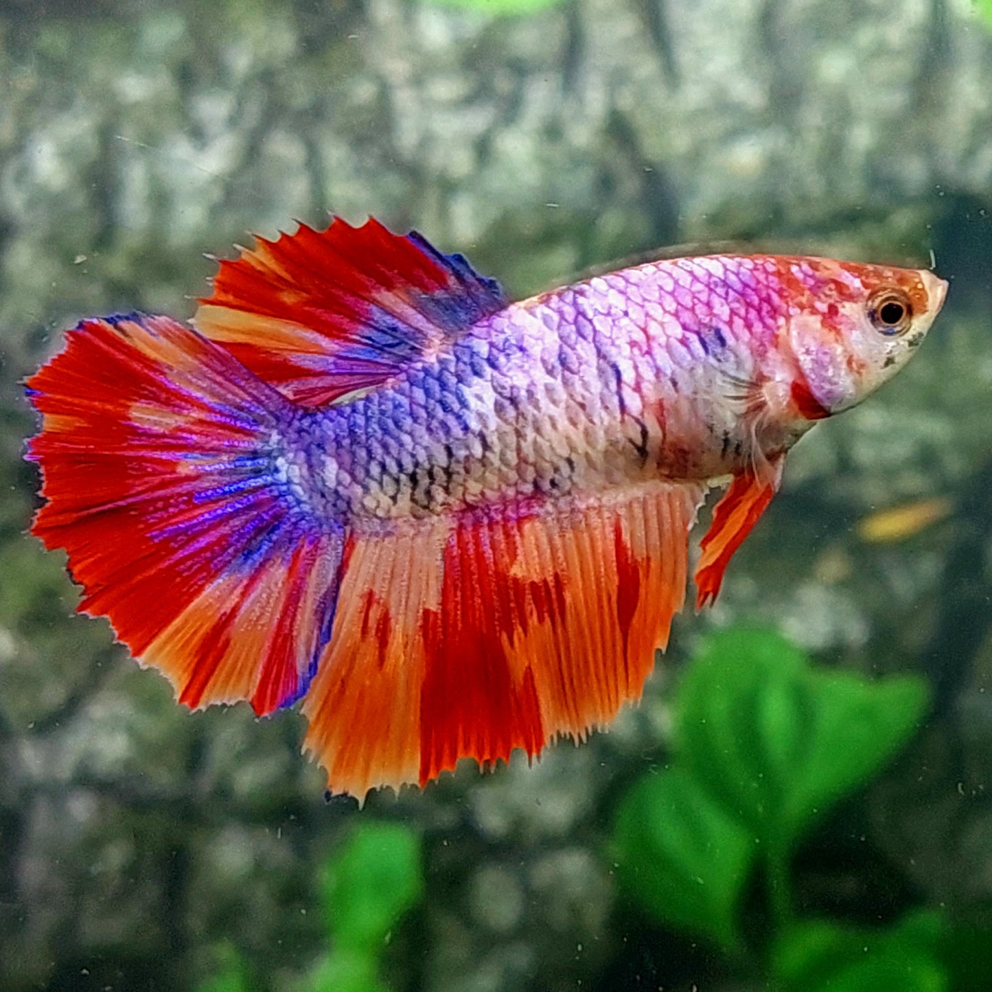 Multicolor Purple Pink Candy Halfmoon Female For Sorority Tank/Breed