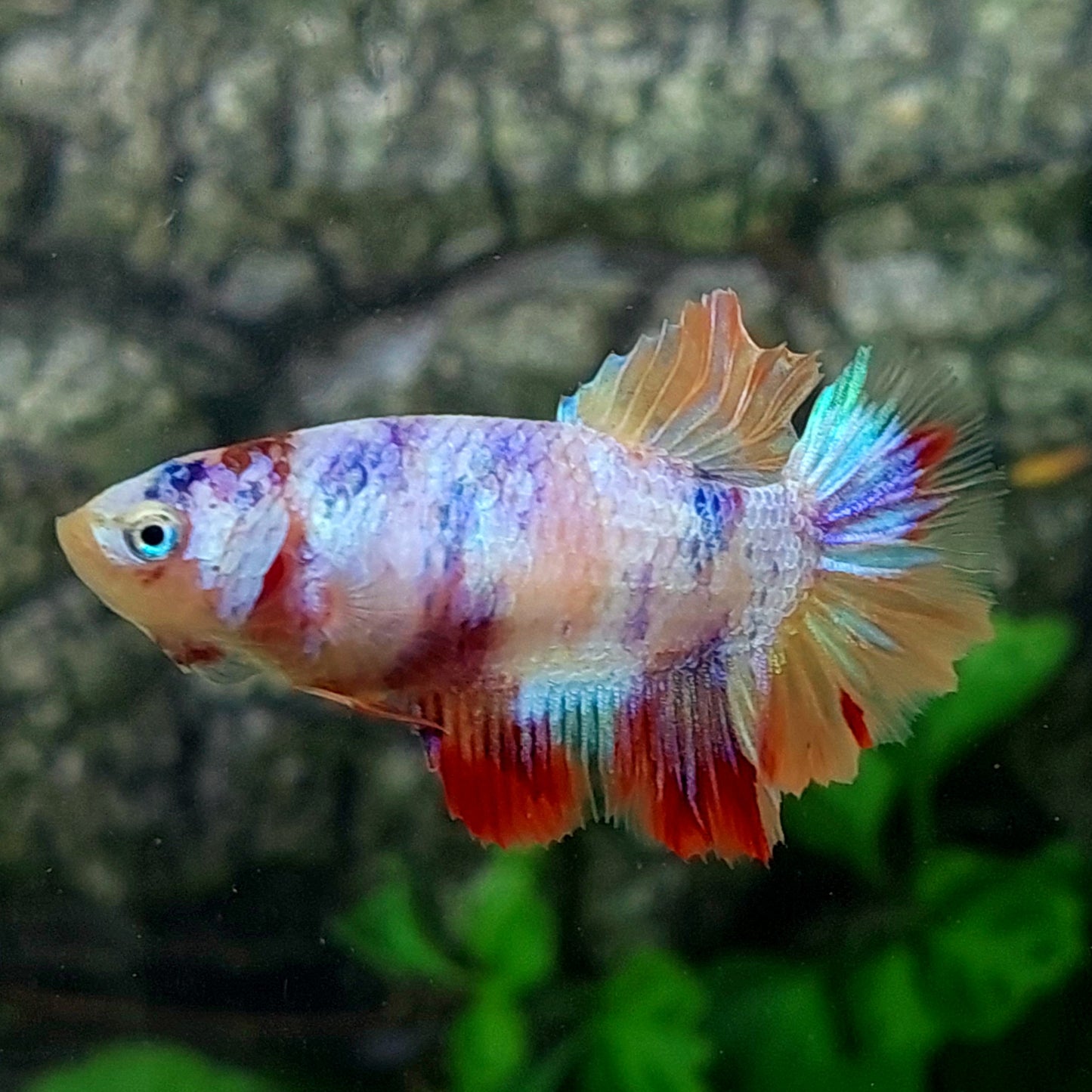 Multicolor Candy Halfmoon Female For Sorority Tank/Breed