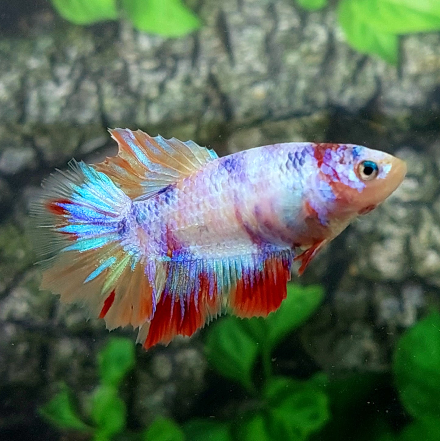 Multicolor Candy Halfmoon Female For Sorority Tank/Breed