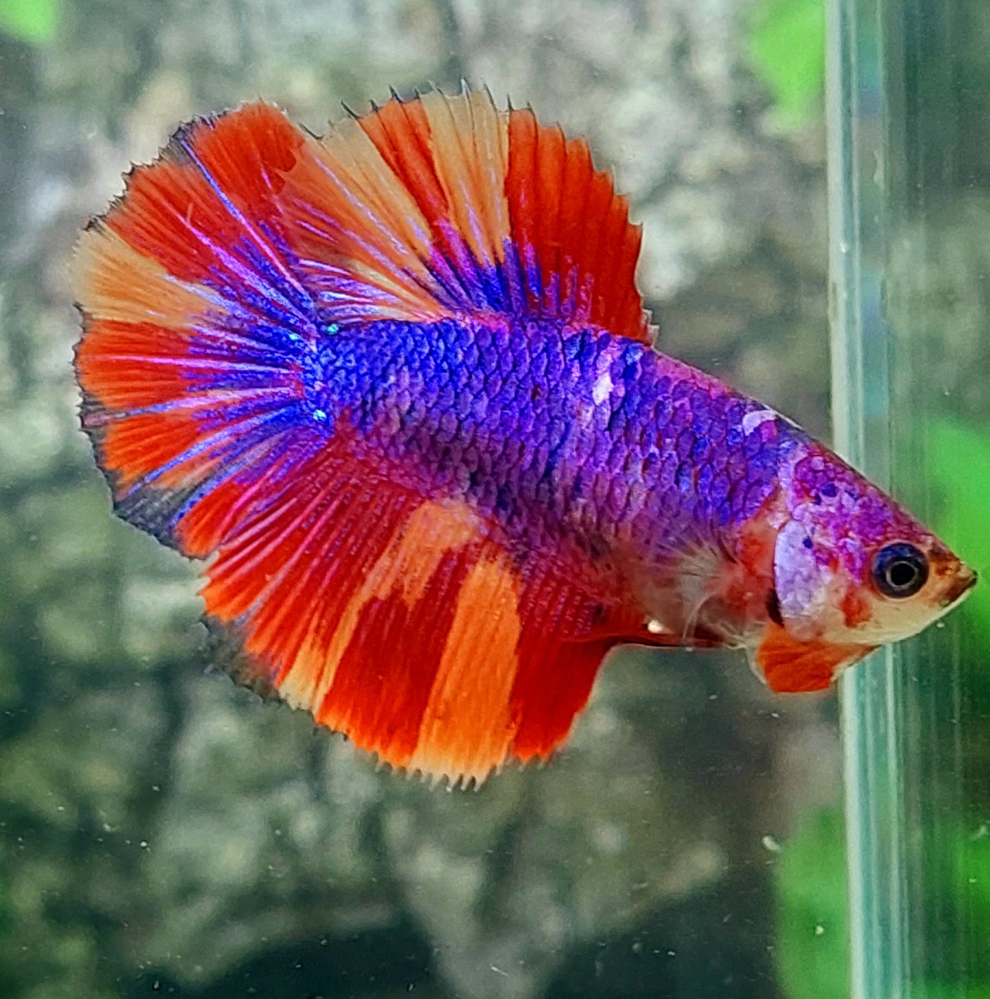 Multicolor Purple Pink Candy Halfmoon Female For Sorority Tank/Breed