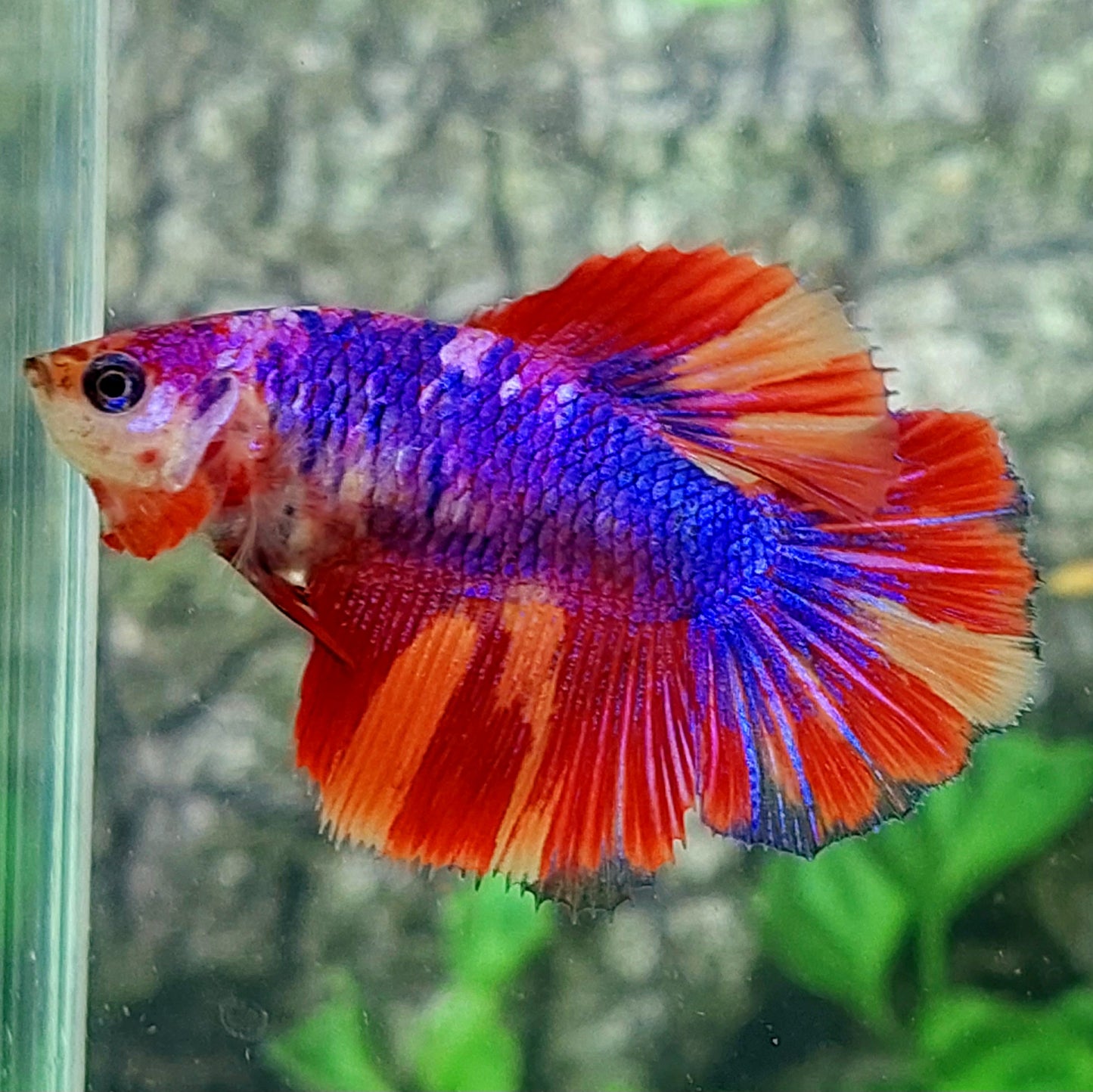 Multicolor Purple Pink Candy Halfmoon Female For Sorority Tank/Breed