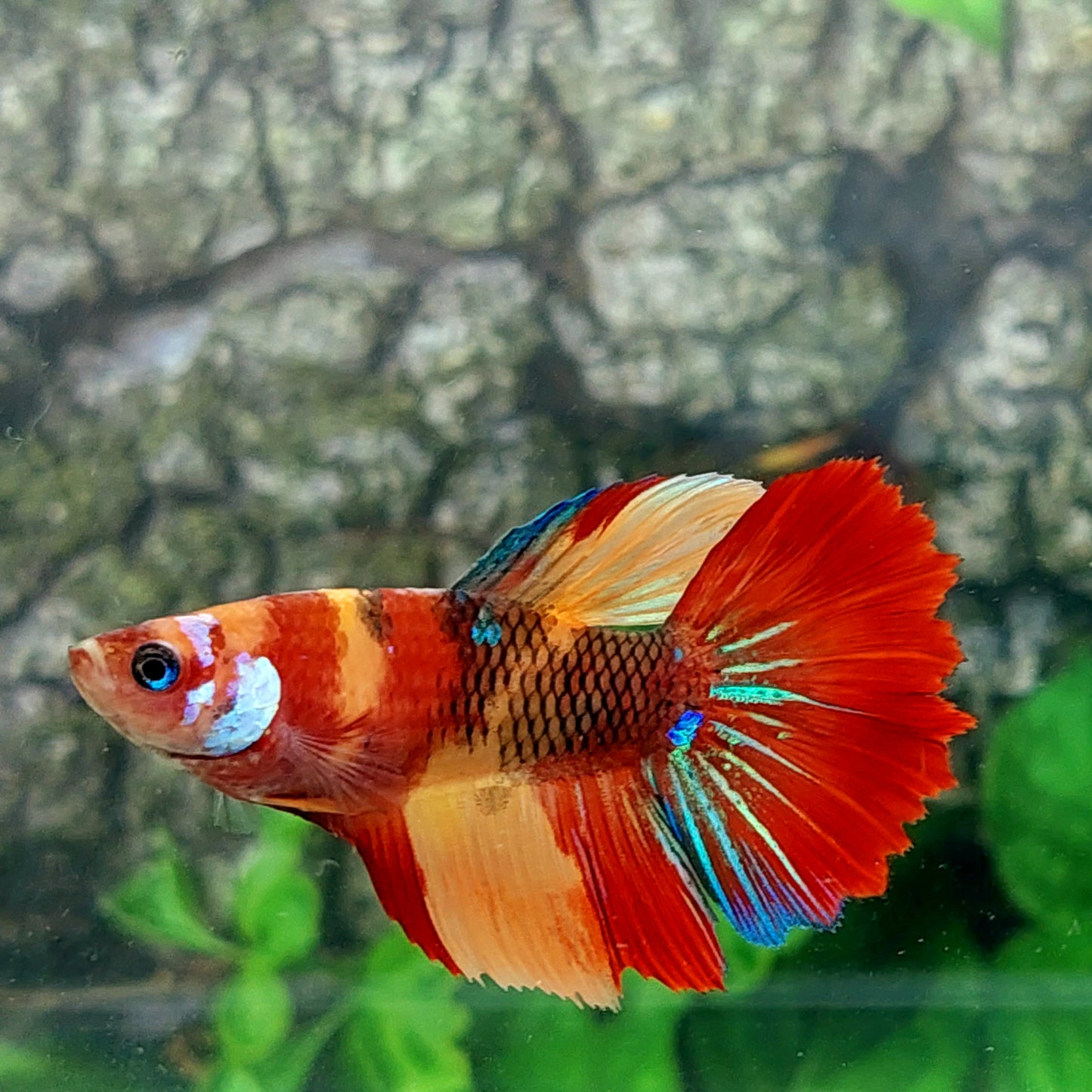 Multicolor Candy Galaxy Halfmoon Female For Sorority Tank/Breed