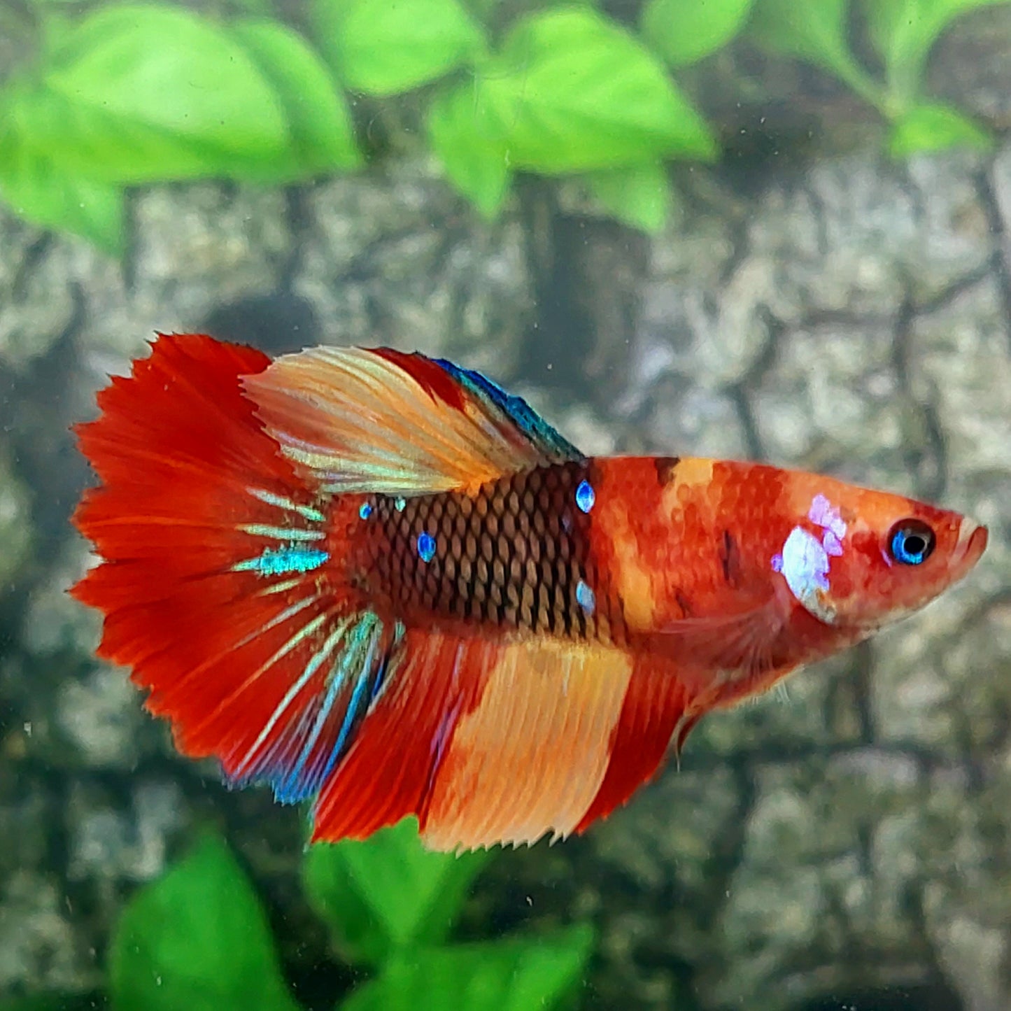 Multicolor Candy Galaxy Halfmoon Female For Sorority Tank/Breed