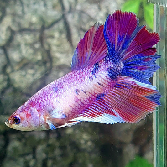 Multicolor Purple Candy Halfmoon Female For Sorority Tank/Breed