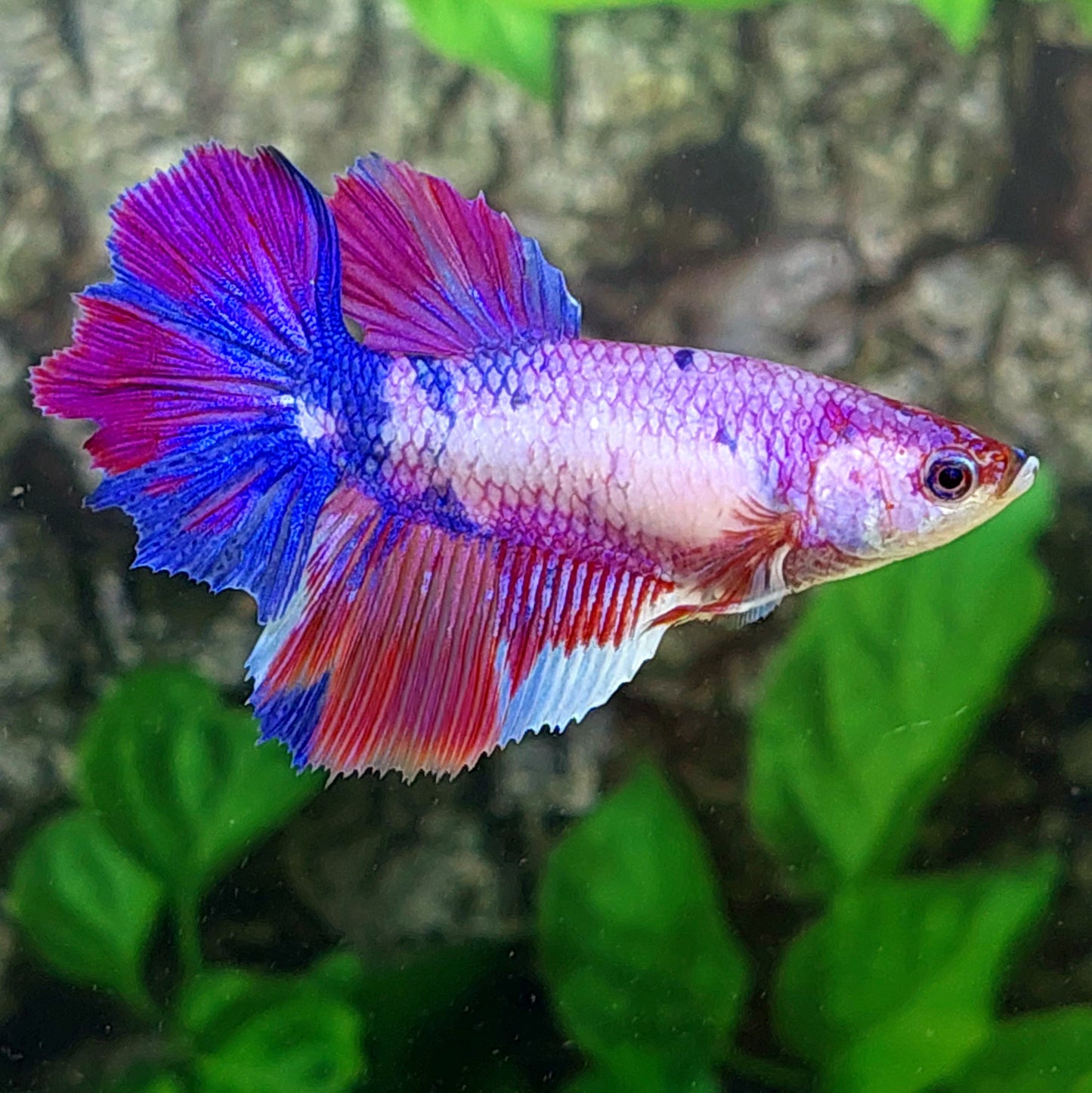 Multicolor Purple Candy Halfmoon Female For Sorority Tank/Breed