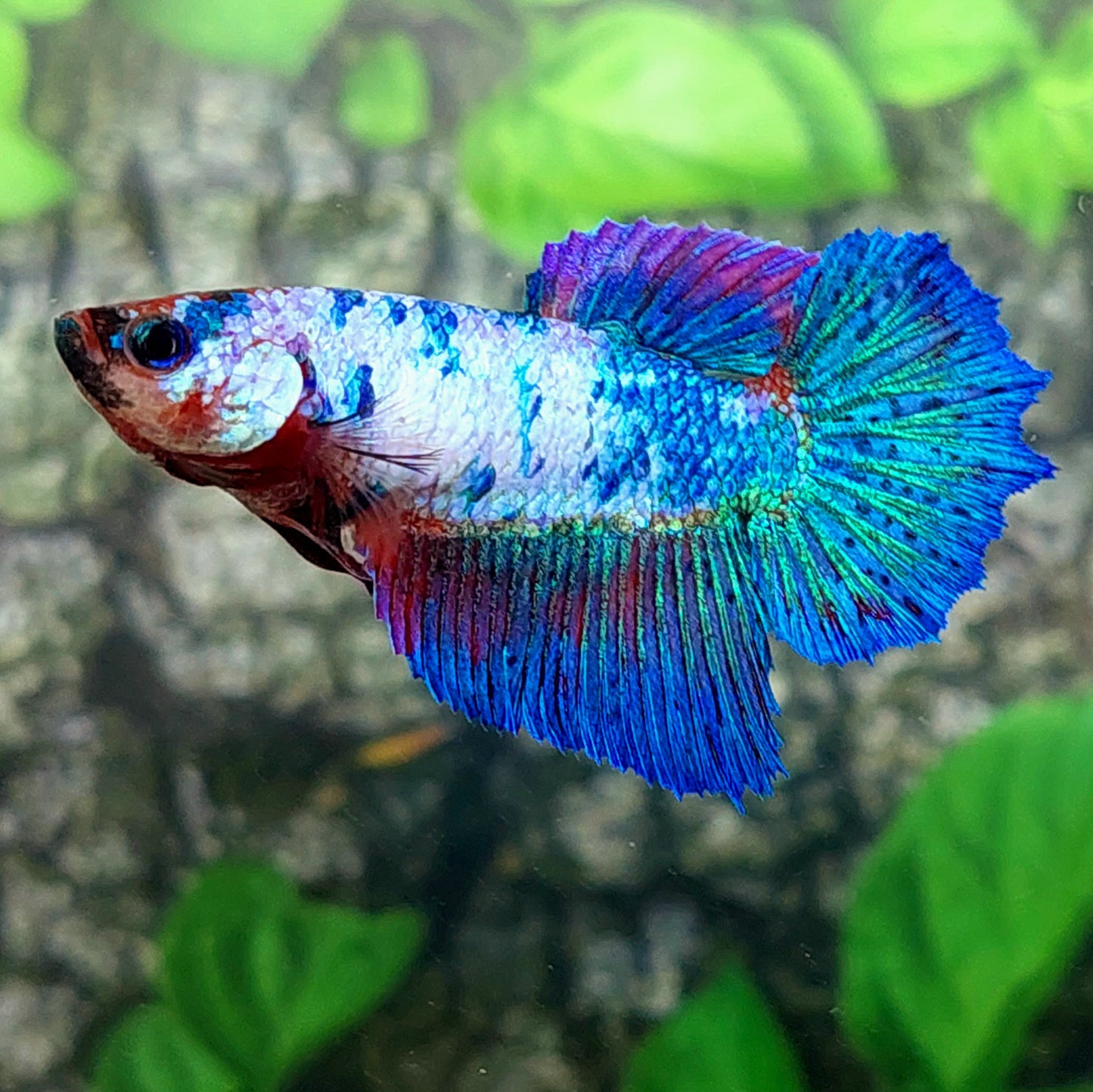 Multicolor Halfmoon Female For Sorority Tank/Breed