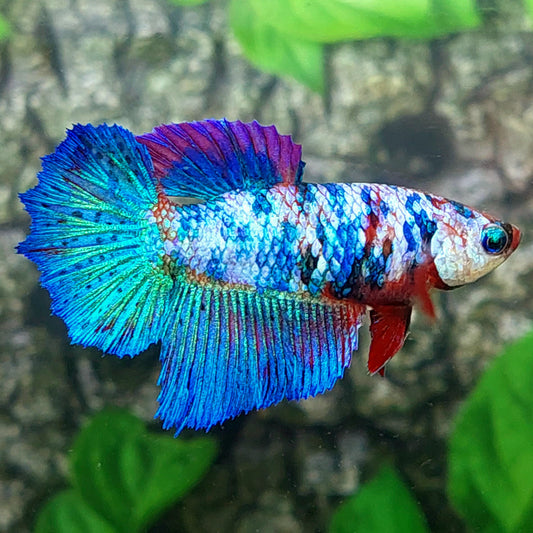 Multicolor Halfmoon Female For Sorority Tank/Breed