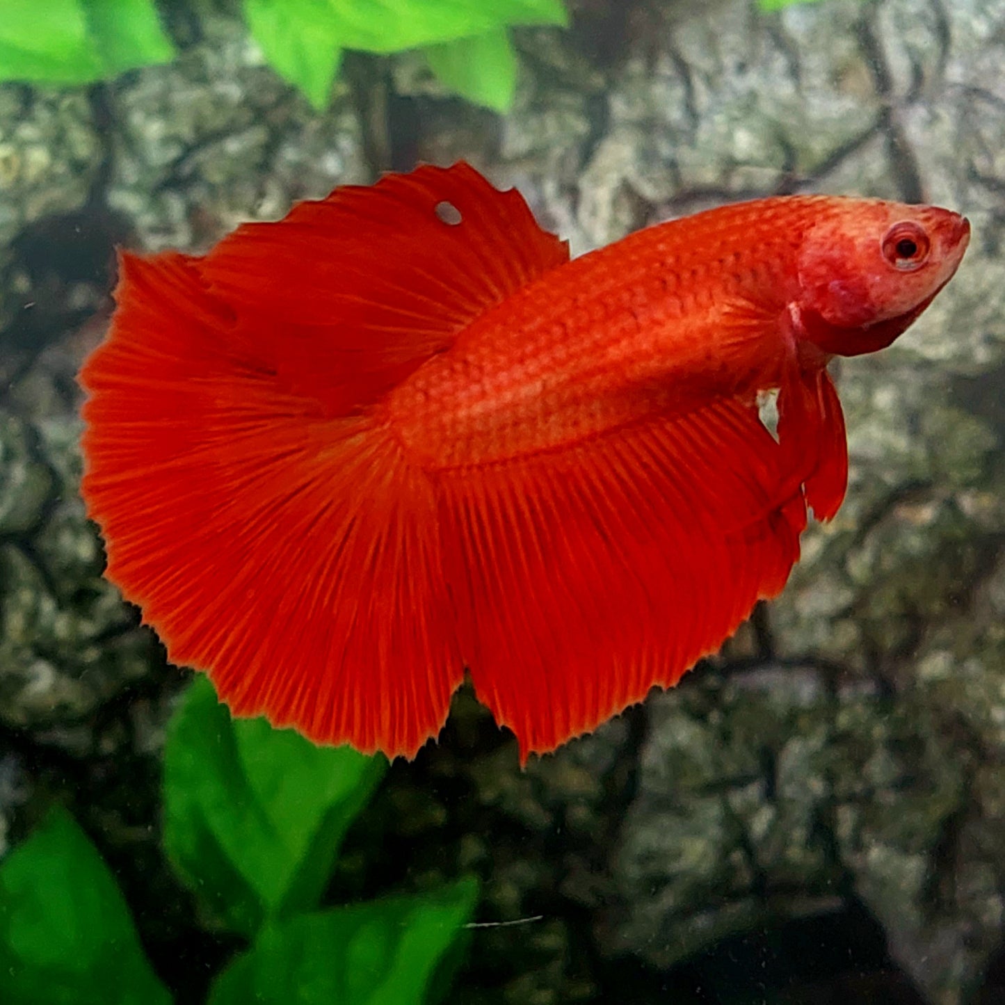 Super Red Halfmoon Female For Sorority Tank/Breed