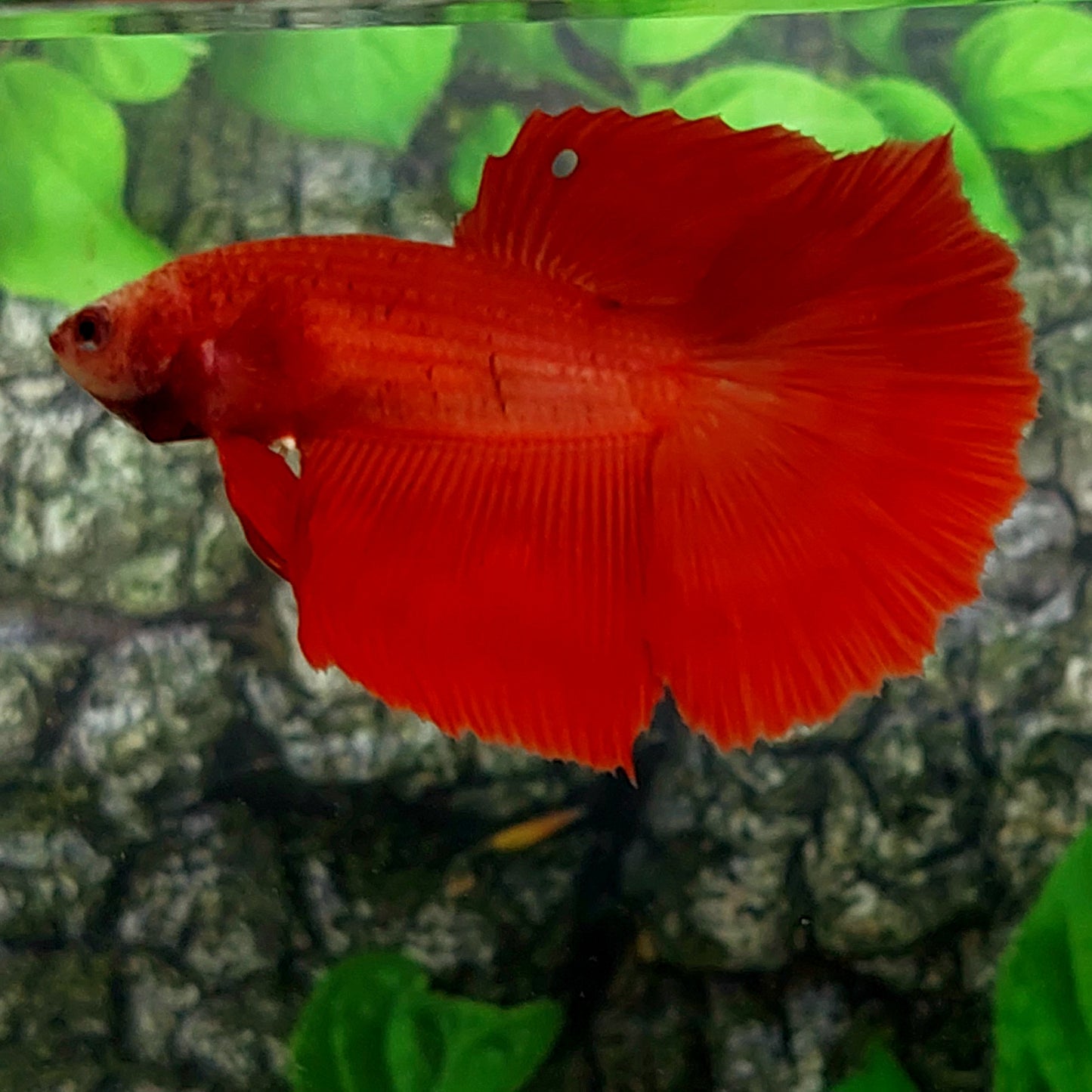 Super Red Halfmoon Female For Sorority Tank/Breed