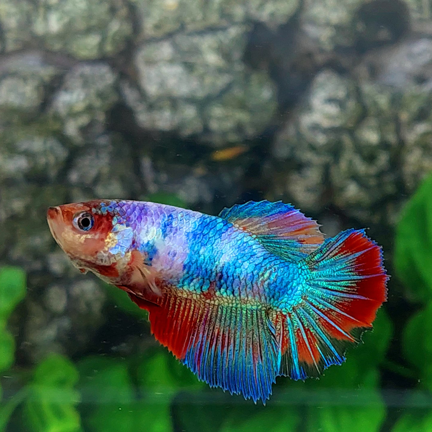 Multicolor Halfmoon Female For Sorority Tank/Breed