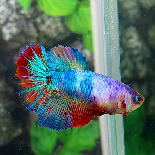 Multicolor Halfmoon Female For Sorority Tank/Breed