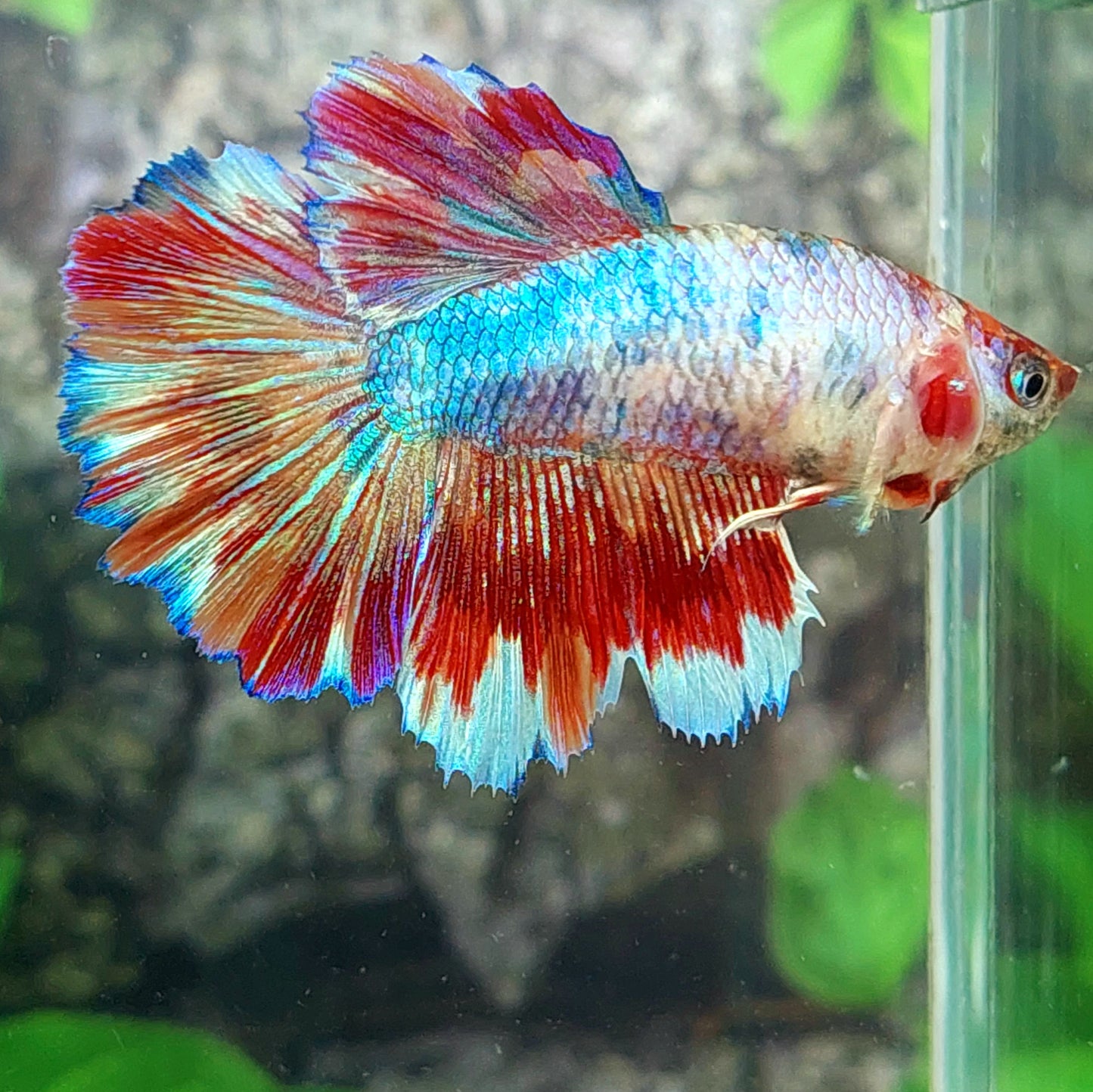 Multicolor Candy Halfmoon Female For Sorority Tank/Breed