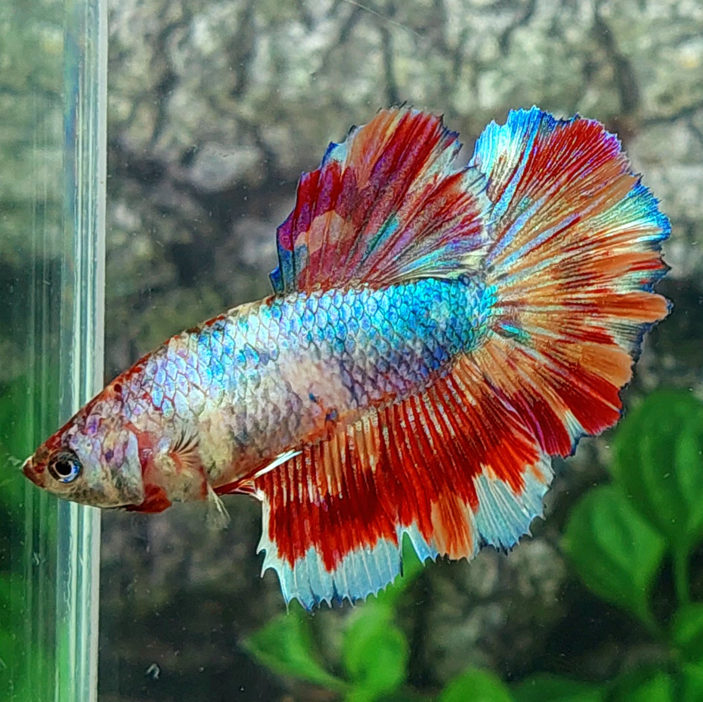 Multicolor Candy Halfmoon Female For Sorority Tank/Breed