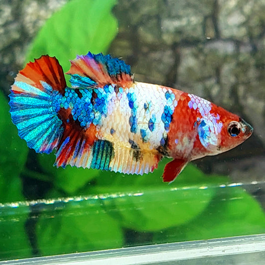 Multicolor Galaxy HMPK Female For Sorority Tank/Breed