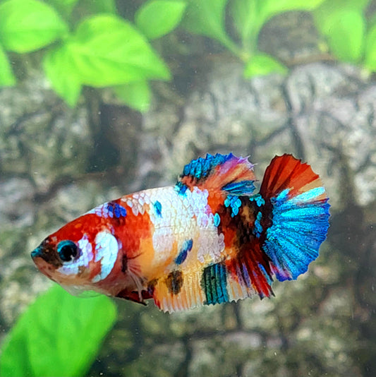 Multicolor Galaxy HMPK Female For Sorority Tank/Breed