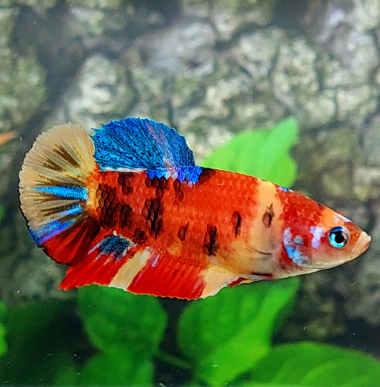 Multicolor Galaxy HMPK Female For Sorority Tank/Breed