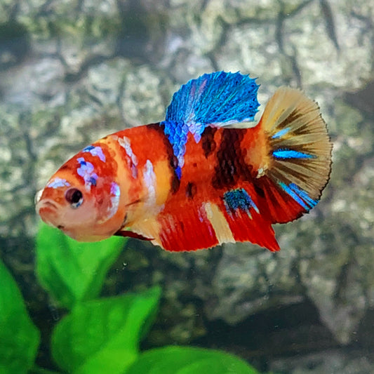 Multicolor Galaxy HMPK Female For Sorority Tank/Breed