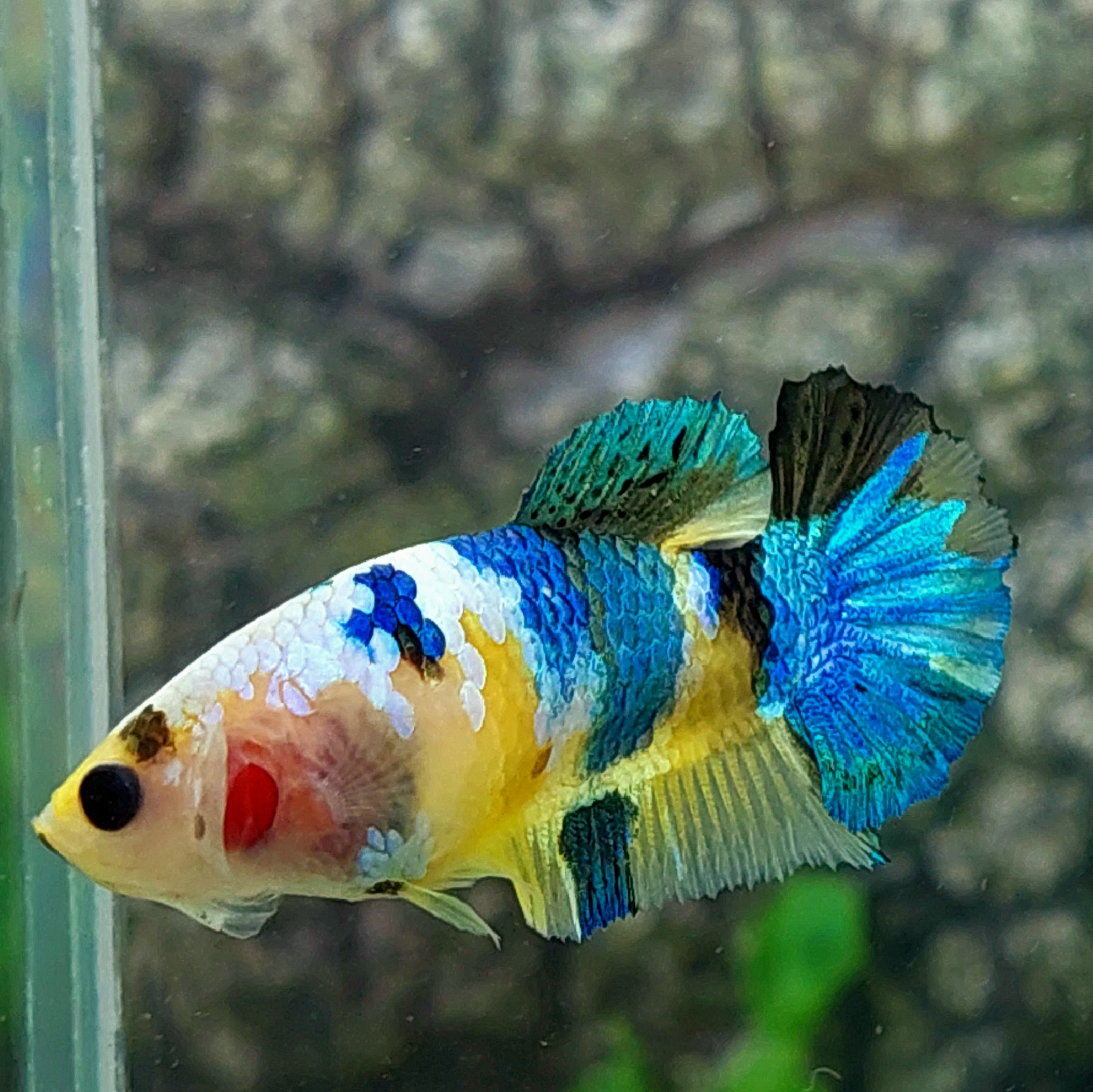 Yellow Koi Galaxy HMPK Female For Sorority Tank/Breed