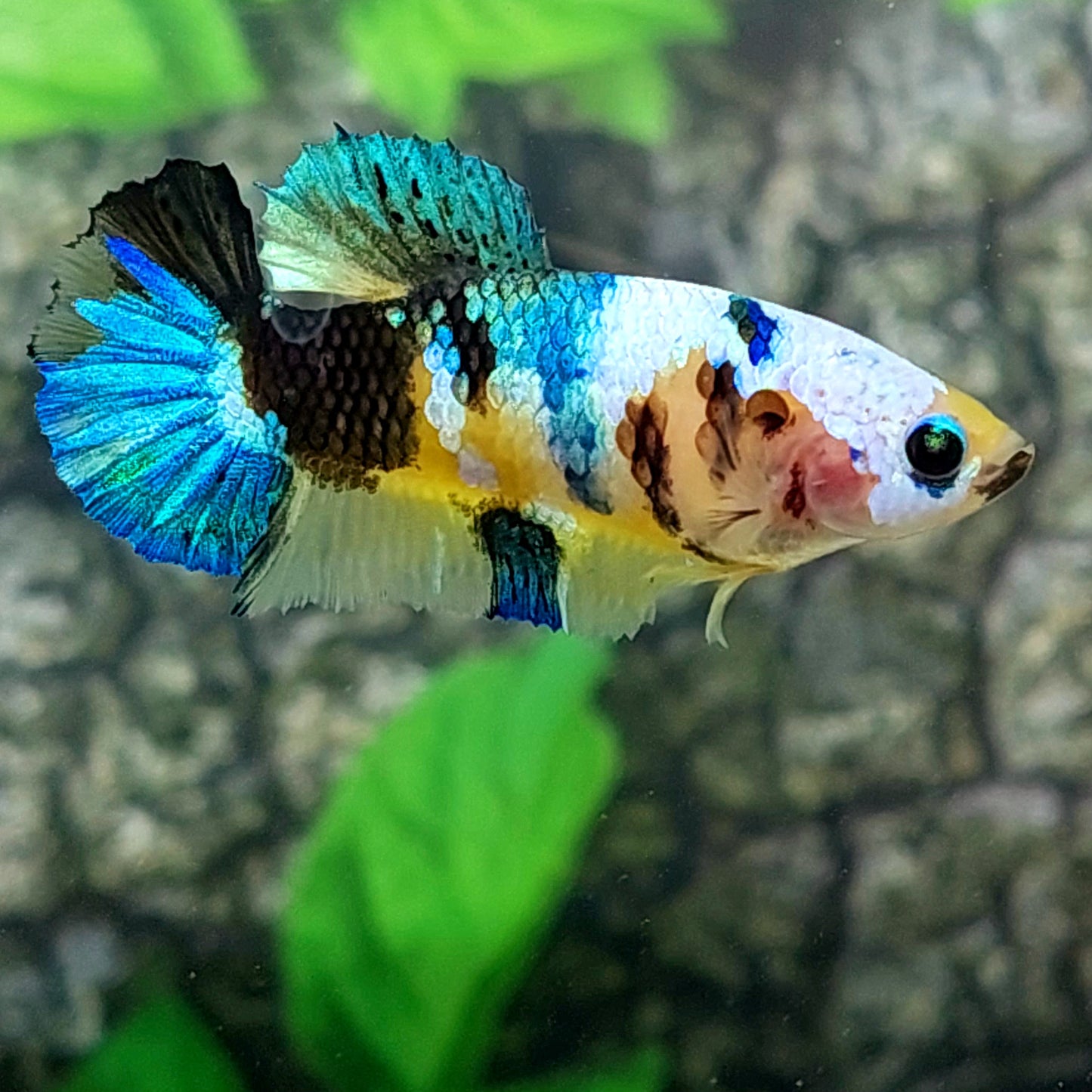 Yellow Koi Galaxy HMPK Female For Sorority Tank/Breed