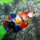 Multicolor Galaxy HMPK Female For Sorority Tank/Breed