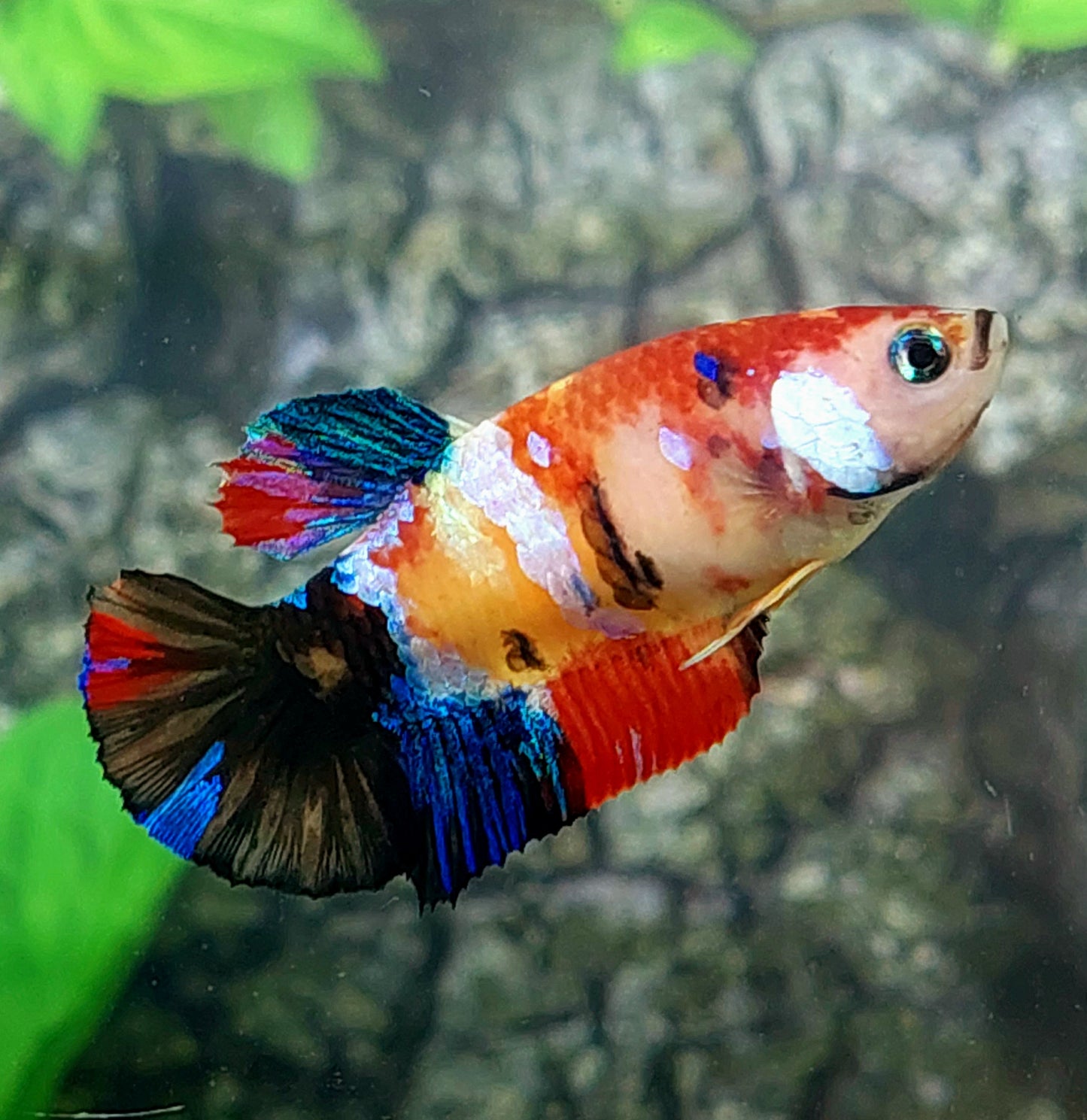 Multicolor Galaxy HMPK Female For Sorority Tank/Breed