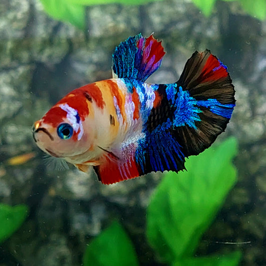 Multicolor Galaxy HMPK Female For Sorority Tank/Breed