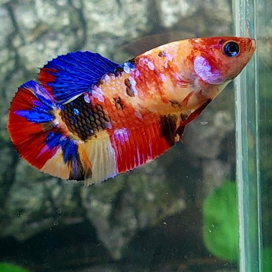 Multicolor Galaxy HMPK Female For Sorority Tank/Breed