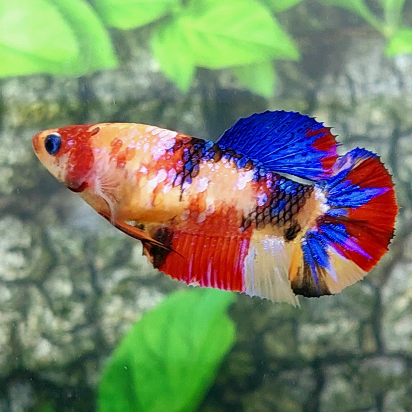 Multicolor Galaxy HMPK Female For Sorority Tank/Breed