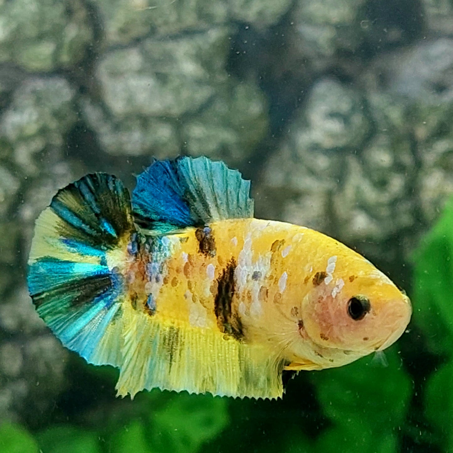 Yellow Koi Galaxy HMPK Female For Sorority Tank/Breed