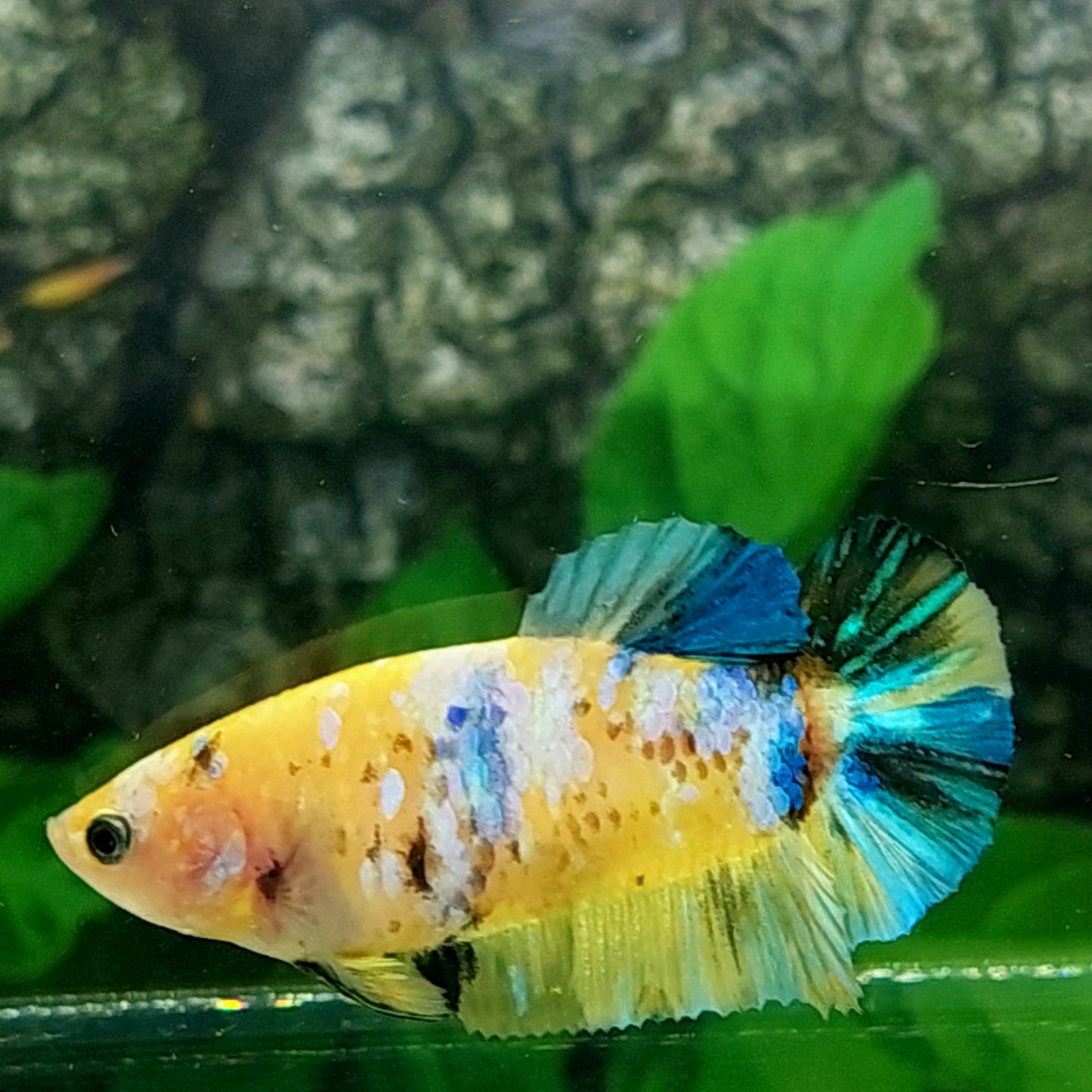 Yellow Koi Galaxy HMPK Female For Sorority Tank/Breed