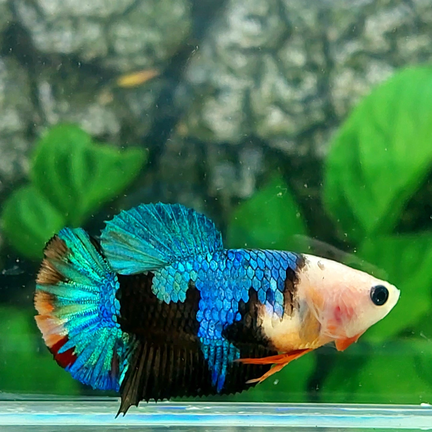 MonkeyFace Black Galaxy HMPK Female For Sorority Tank/Breed