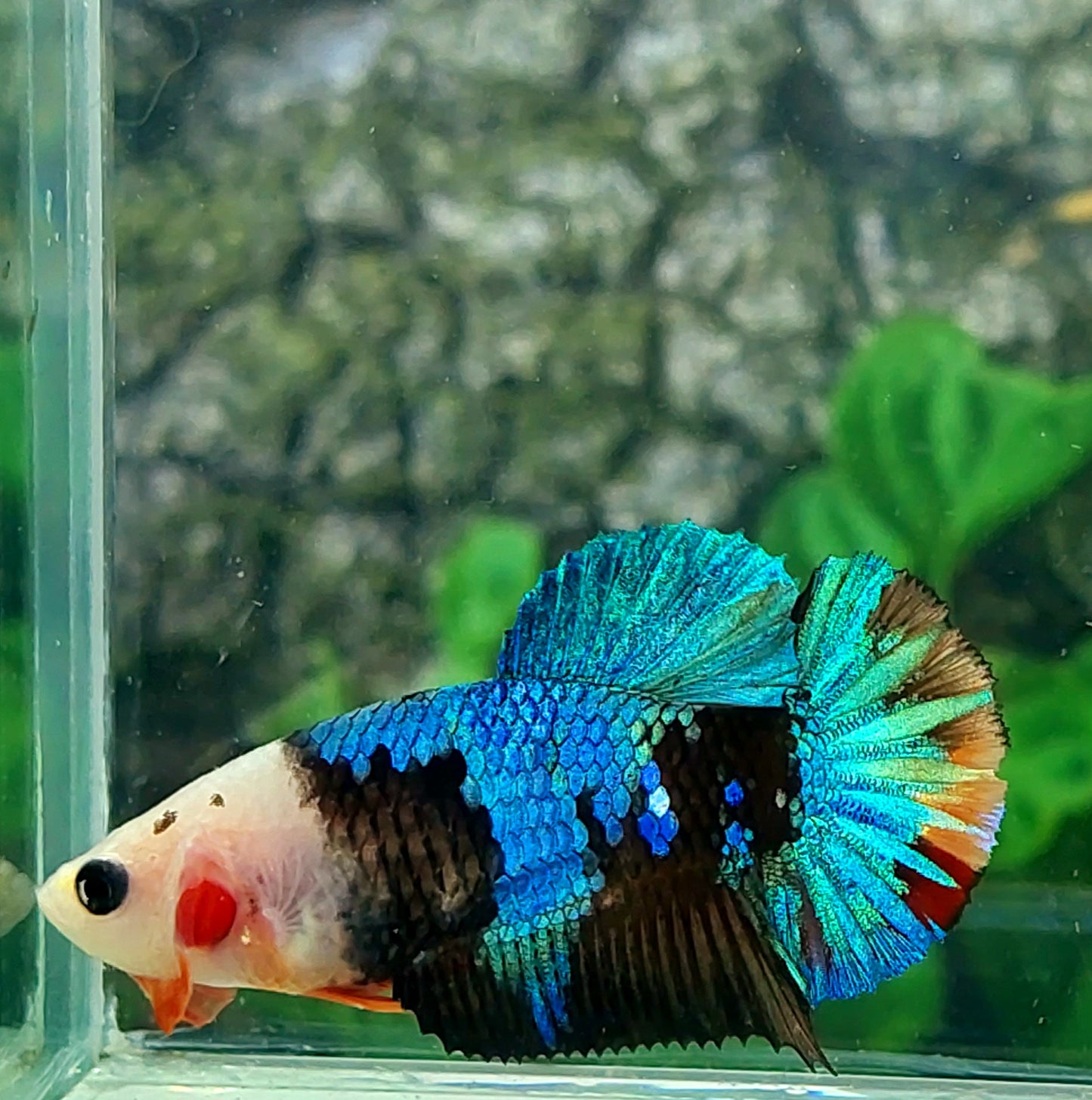 MonkeyFace Black Galaxy HMPK Female For Sorority Tank/Breed