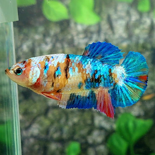 Multicolor Galaxy HMPK Female For Sorority Tank/Breed